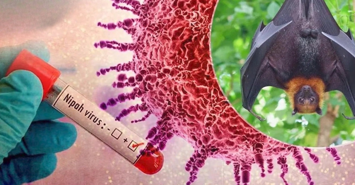 Nipah virus outbreak