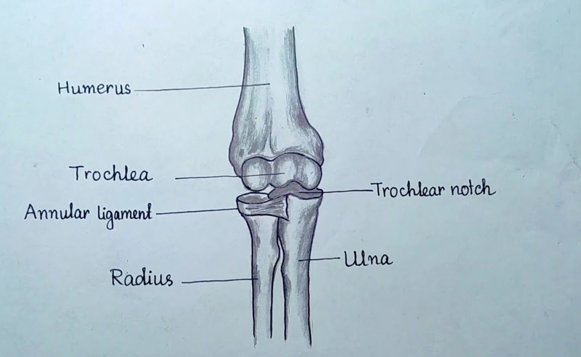 Pivot Joint: Definition, Examples, Function, & Facts