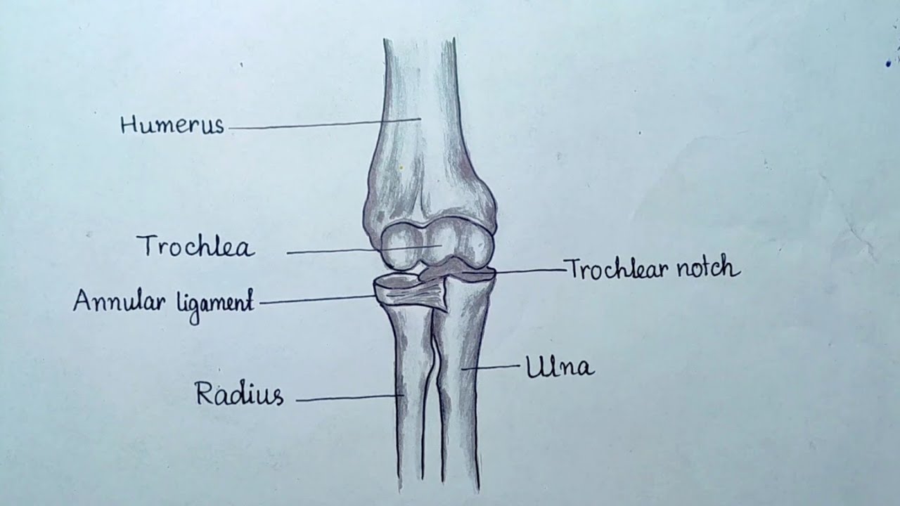 Pivot Joint: Definition, Examples, Function, & Facts