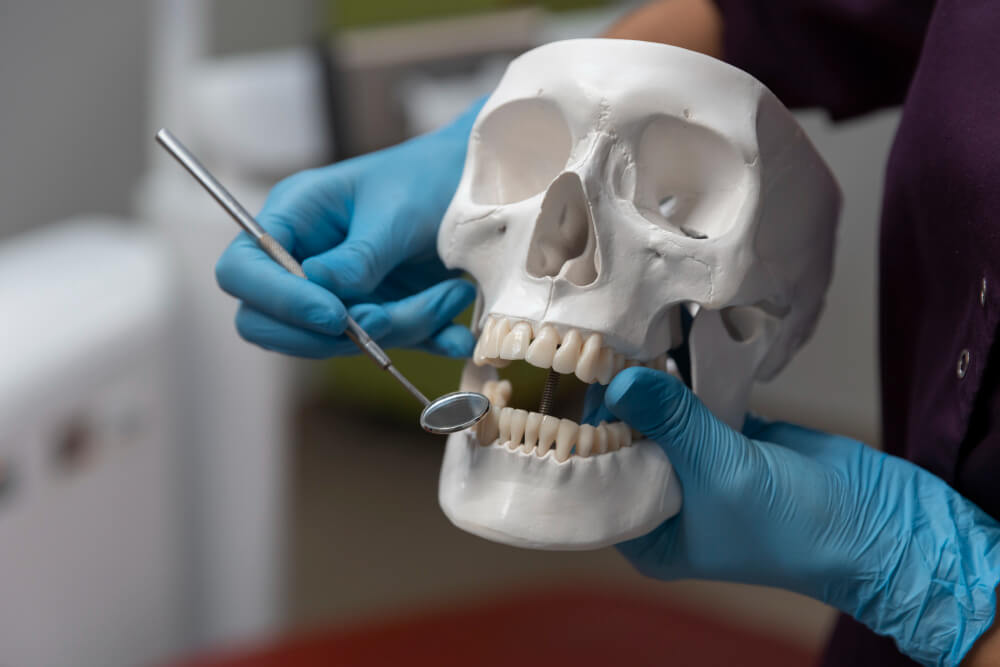 Are Teeth Bones? The Truth Explained + Fun Facts You Should Know